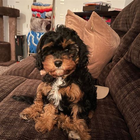 Image result for Cavapoo Play