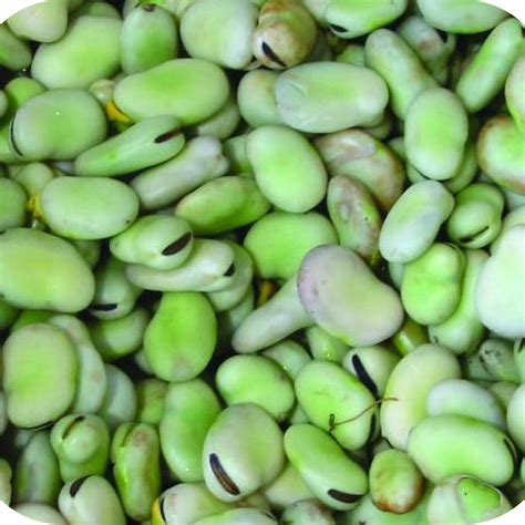 Bean; Broad Windsor (Fava) – Great American Seed Up