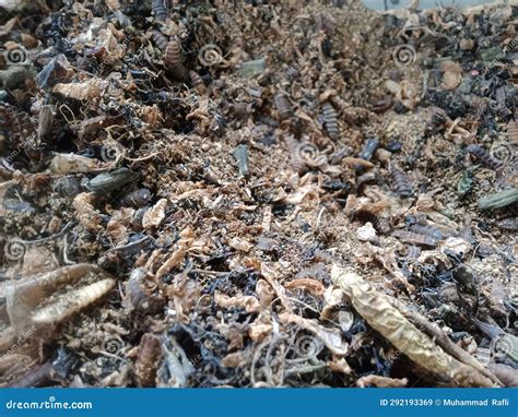 2 month old maggot nest stock image. Image of driedlevas - 292193369
