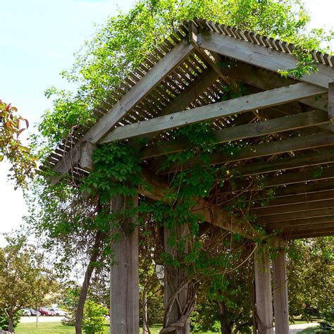Trumpet Vine On Pergola