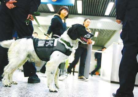 上海警方携警犬地铁巡逻 严防公共安全事件(图)-搜狐新闻