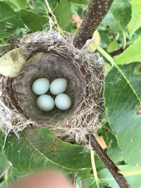 About American Goldfinch - Maryland Biodiversity Project
