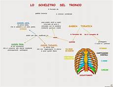 ossa della gabbia toracica paradiso delle mappe la gabbia toracica ossa della gabbia toracica paradiso delle mappe la gabbia toracica