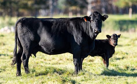 Breed Guide: The Advantage and Characteristics of Angus Cattle - CattleMax