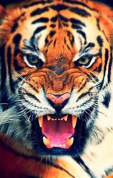 Iphone X Wallpaper Tiger by Tiger Iphone Wallpaper Wallpapersafari Iphone X Wallpaper Tiger
