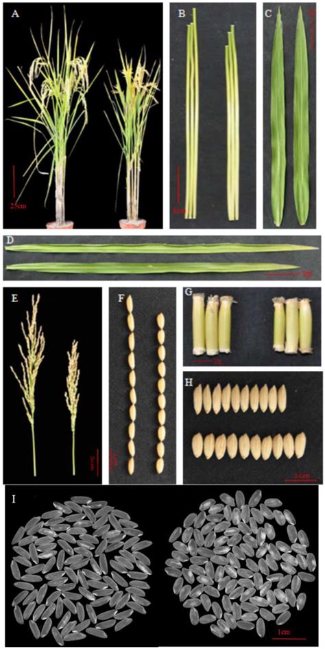 Fine Mapping of a Grain Shape Gene from a Rice Landrace Longliheinuo ...