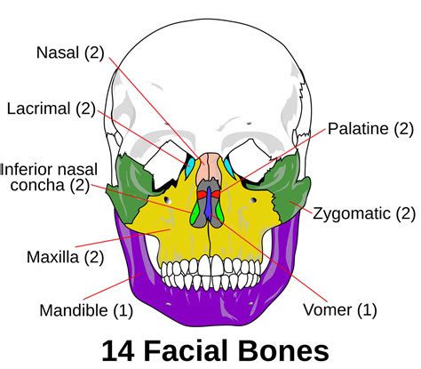Facial fractures causes, types, symptoms, diagnosis, treatment & recovery
