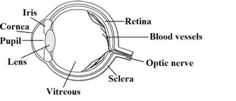 1) Describe the structure of thehumaneyeandits functionand drawThe ...