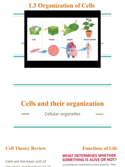 Image result for Cell Organization