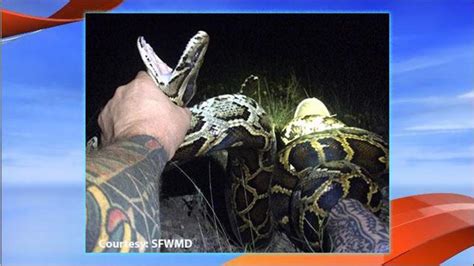 Killling a Python 的图像结果