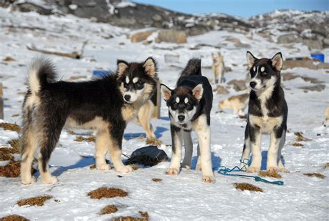 Free Images : snow, winter, dogs, vertebrate, dog breed, sled dog ...