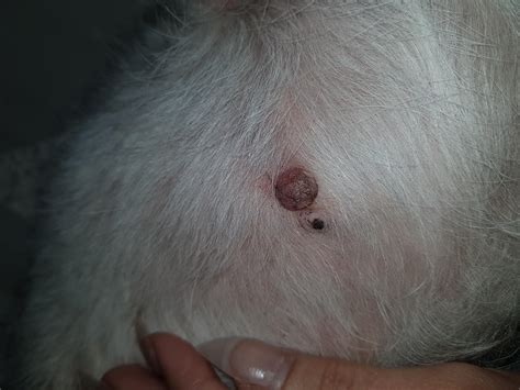 My dog has a soft lump near her nipple. Is it serious? Get answers | Petco