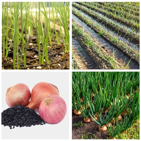Onion Growth and Production Techniques for Increased Yield Per Acre