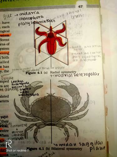 ANIMAL KINGDOM (NCERT) 🐶 😺 🐺🐾 Flashcards | Quizlet