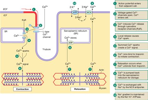 Image result for Excitation-Contraction Coupling Process