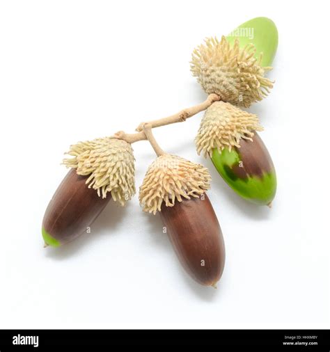 White oak acorns hi-res stock photography and images - Alamy