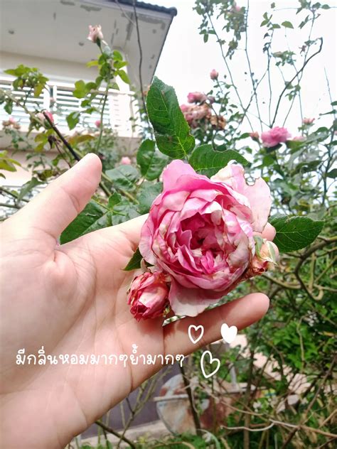 Julie Andrews species of roses | Gallery posted by Panadda ning 🩷 | Lemon8