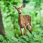 Image result for Cute Animals in the Wild