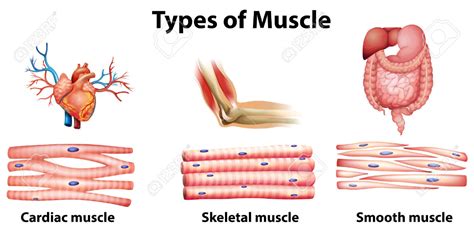 Image result for Muscle Build Types