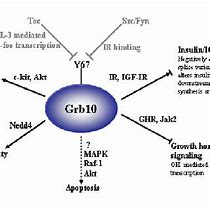 Image result for grb10