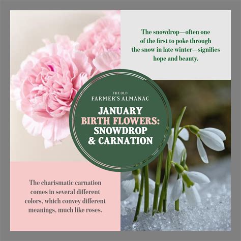 What's The Birth Flower Of January at Brenda Ferri blog