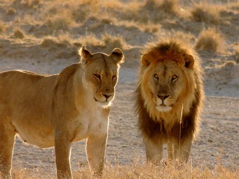 Hidden African lion population discovered in remote part of Ethiopia