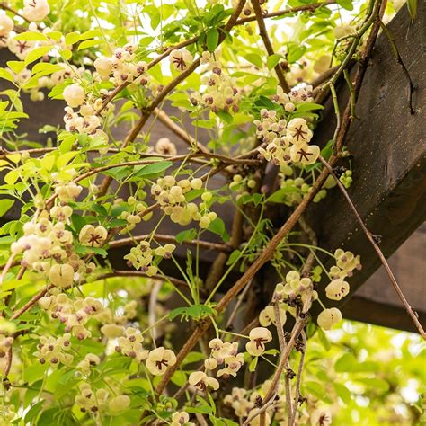 Buy chocolate vine Akebia quinata cream-flowered: Delivery by Waitrose ...