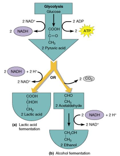 Fig. 10. Fate of pyruvate in Fermentation