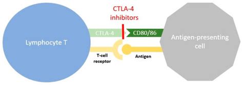 Cancers | Special Issue : Immune Checkpoint Therapy and Biomarker in Cancer