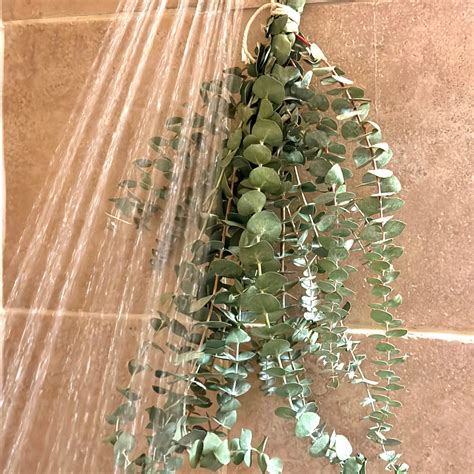 What Is A Eucalyptus Shower Bundle at Matthew Langford blog