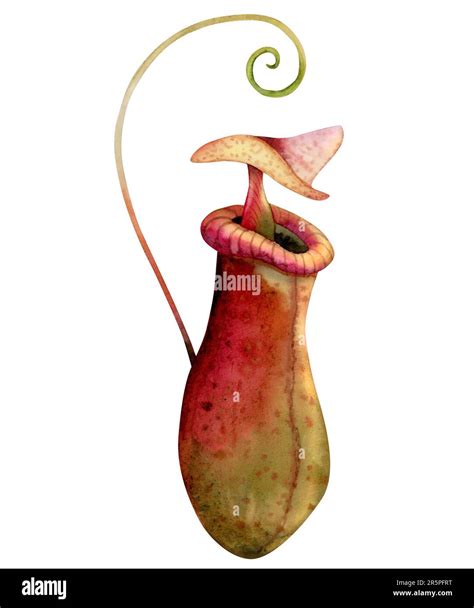 Illustration Of Pitcher Plant