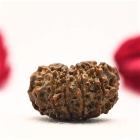 12 Mukhi Nepali Rudraksha - Regular – Adiyogi Rudraksh & Adiyogi Gemstones