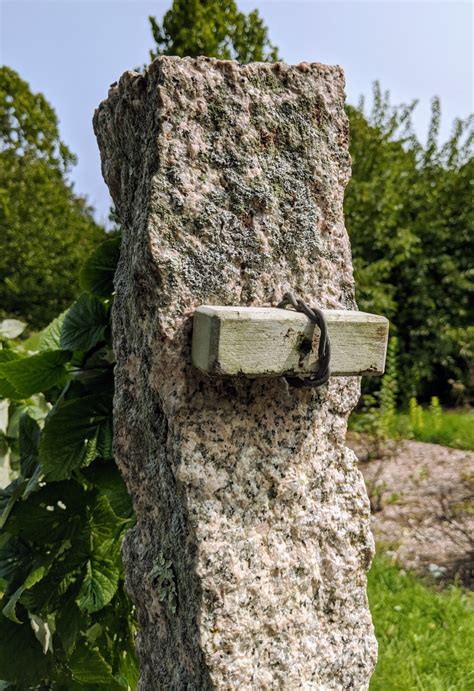 Image result for How to Support Raspberry Bushes