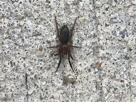 Spiders in Mississippi - Species & Pictures