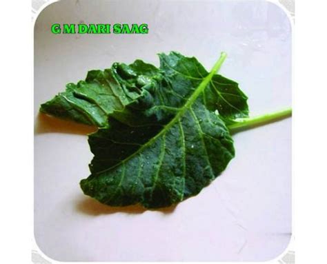 Kashmiri GM Dari Saag Seeds: Cultivate Authentic Kashmiri Greens at Home