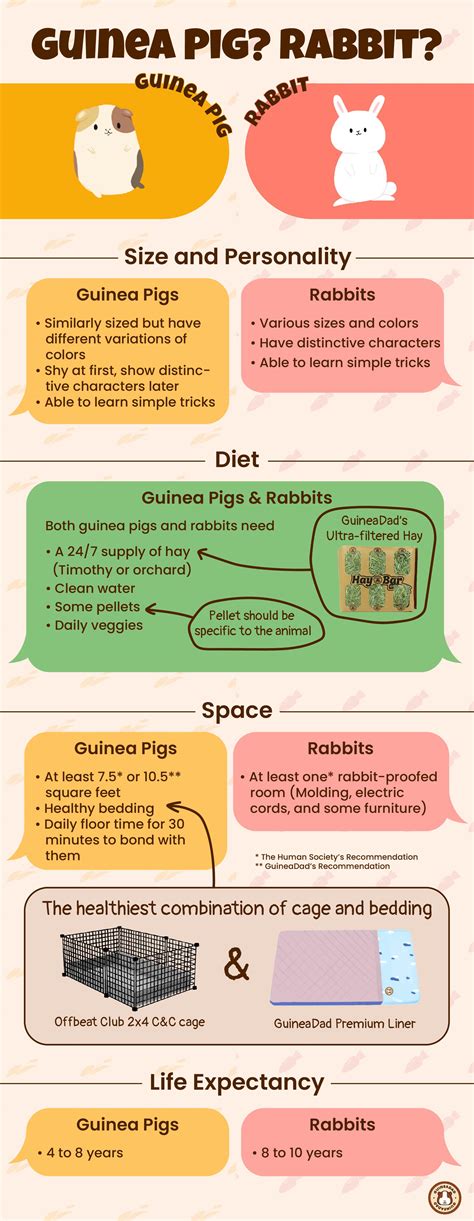 Rabbits Vs. Guinea Pigs: How To They Compare As Pets - Chaingang Design