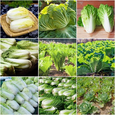 Chinese Cabbage Seeds - High Yield & Disease Resistant – Moji Mall