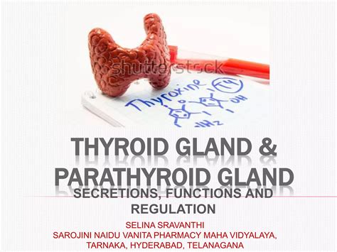Thyroid gland¶thyroid gland - Secretion, Function and Regulation | PPT
