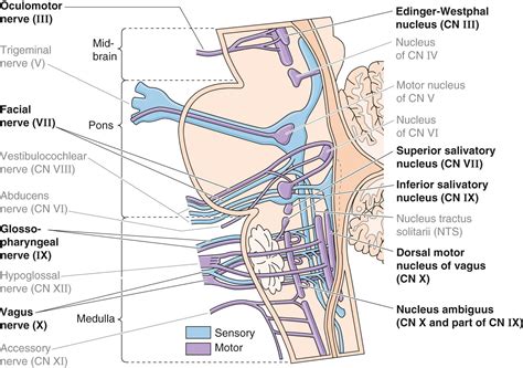 Edinger Westphal Nucleus