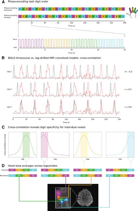 Frequency vs Phase Encoding 的图像结果