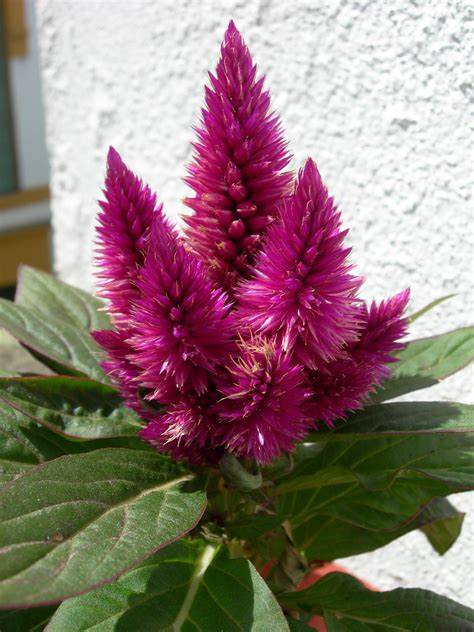 Hardy Annual Flowers That Bloom All Summer at Ron Utecht blog