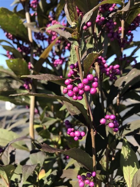 Pearl Glam® Beautyberry 3g Callicarpa x 'NCCX2' PP28312 – Richardson Roots