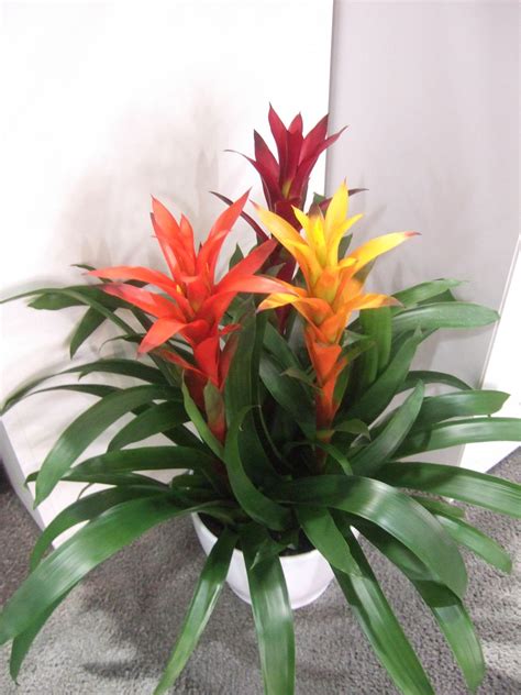 Indoor Tropical Flowering Plants