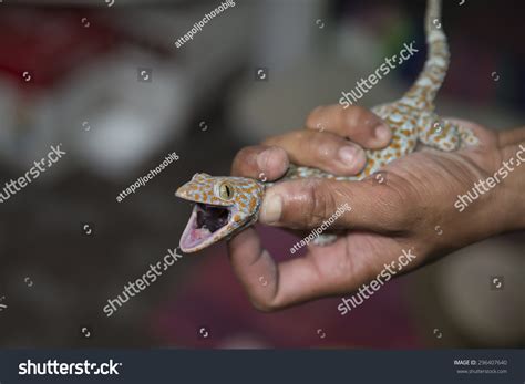 House Lizard Bite Mark at George Hodge blog