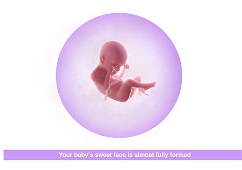 24 Weeks Pregnant – Your Baby, Body & Symptoms: Premom