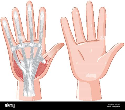 Detailed illustration of hand muscles and tendons Stock Vector Image & Art - Alamy