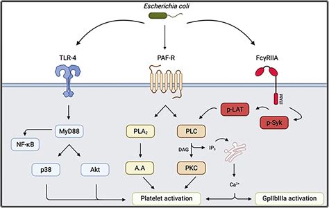 Frontiers | Effect of antiplatelet agents on Escherichia coli sepsis mechanisms: A review