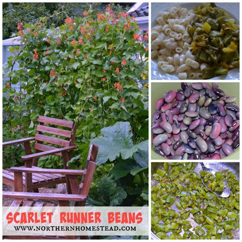 Runner Beans Recipe 的图像结果