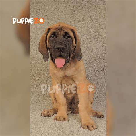 Buy English Mastiff Dogs - Giant, Calm & KCI Registered Breed in India ...