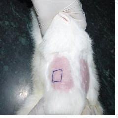 Skin Irritation Toxicity Studies in Ghaziabad India